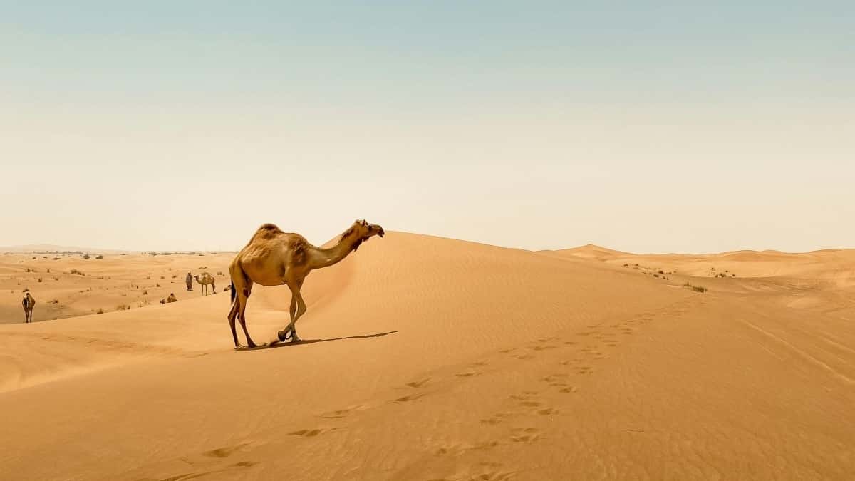 Nigerian creators: pitch UAE brands on Moj, land collabs