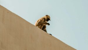 Practical, street-smart guide for Nigerian advertisers on locating Kenya Clubhouse creators and launching co-branded product drops outreach scripts, platform tactics and market signals.