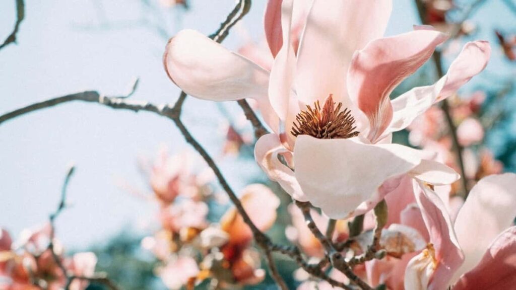 Practical guide for Nigerian advertisers to locate Jordan-based Etsy creators for dance-challenge collabs outreach tactics, platform map, negotiation tips, and risk notes.