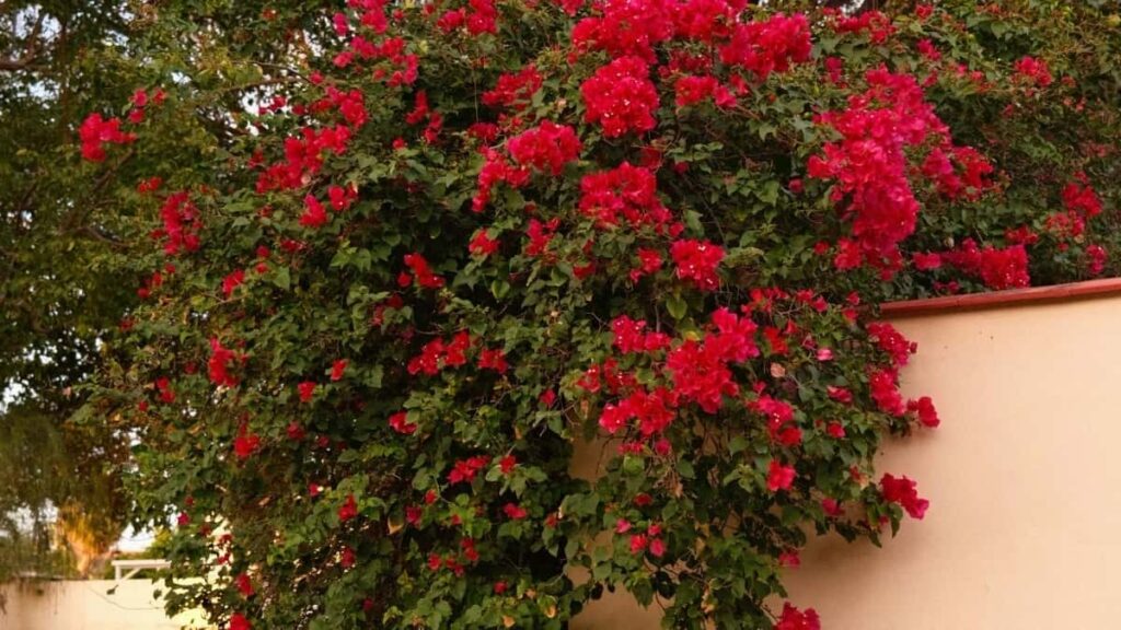 Practical playbook for Nigerian advertisers to discover Finland SoundCloud creators and turn followers into paying customers outreach, deals, and conversion tactics.