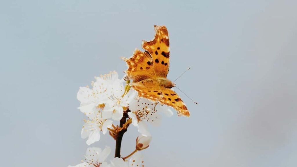 Practical guide for Nigerian advertisers to find Israel-based Zalo creators who convert followers to buyers tactics, platforms, and outreach templates.