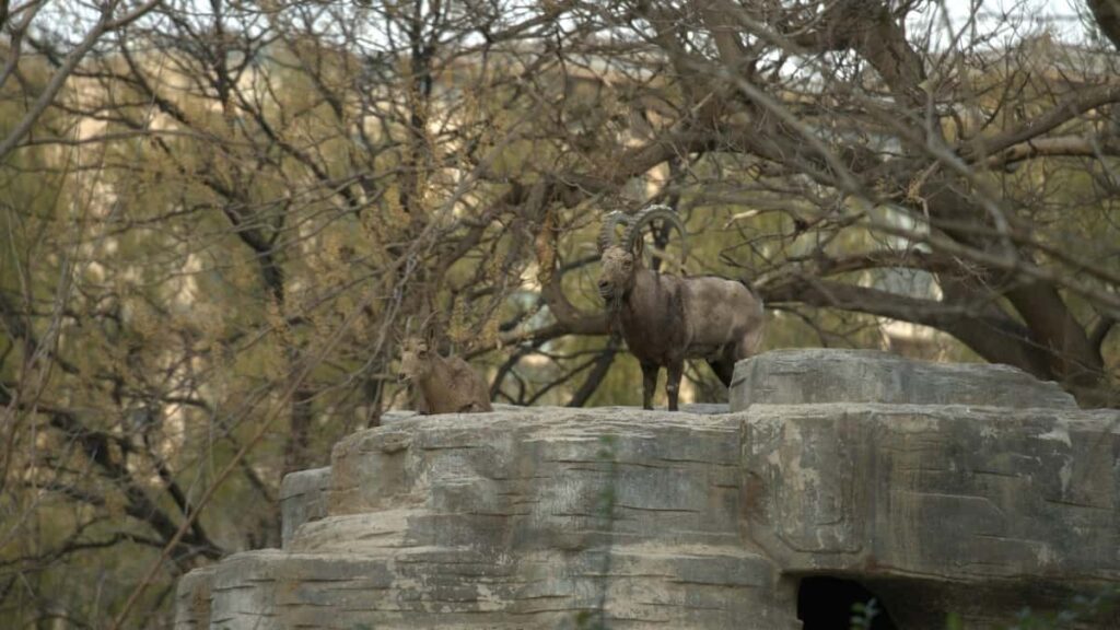 Practical playbook for Nigerian advertisers to find Costa Rica Disney Plus creators and team them with top creators for product lines sourcing, outreach, deals, and risks.