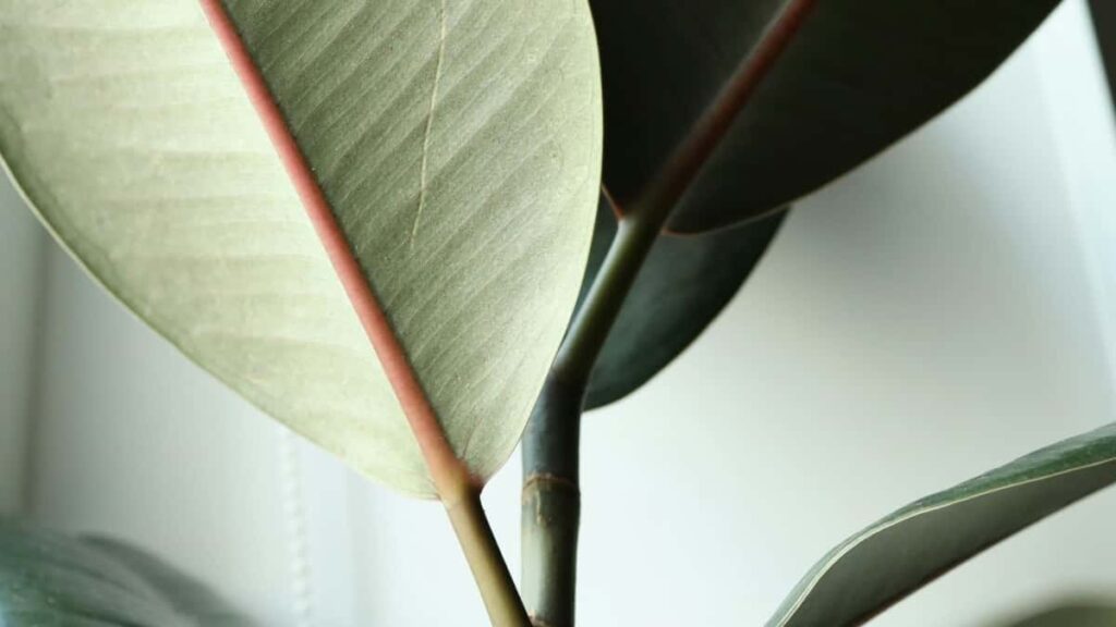 Practical guide for Nigerian advertisers to find Zalo creators, vet them, run UGC campaigns and avoid common pitfalls local tips, tools and a step-by-step playbook.