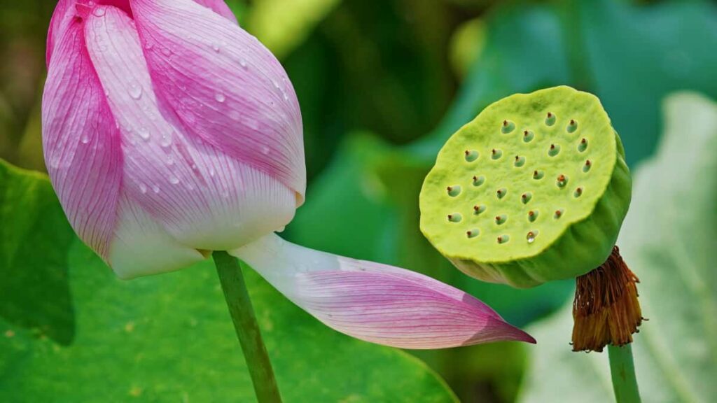 Practical guide for Nigerian advertisers to find Philippines Josh creators, balance growth tools and organic strategy, and launch beauty products with real reach.