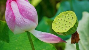 Practical guide for Nigerian advertisers to find Philippines Josh creators, balance growth tools and organic strategy, and launch beauty products with real reach.