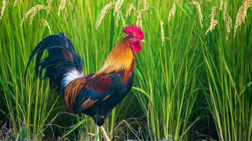 Practical playbook for Nigerian advertisers to locate Romania Roposo creators and run engagement-first campaigns with compliance, AI tools, and pay pipelines.